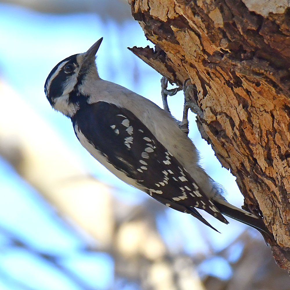 Woodpecker2.jpg