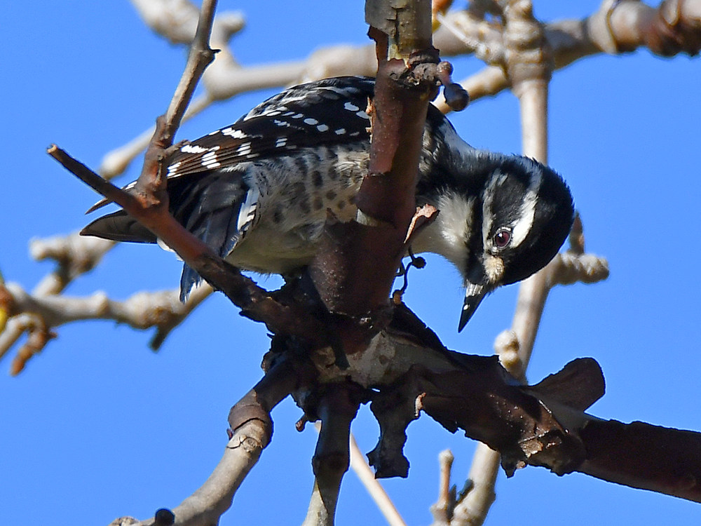 Woodpecker2.jpg