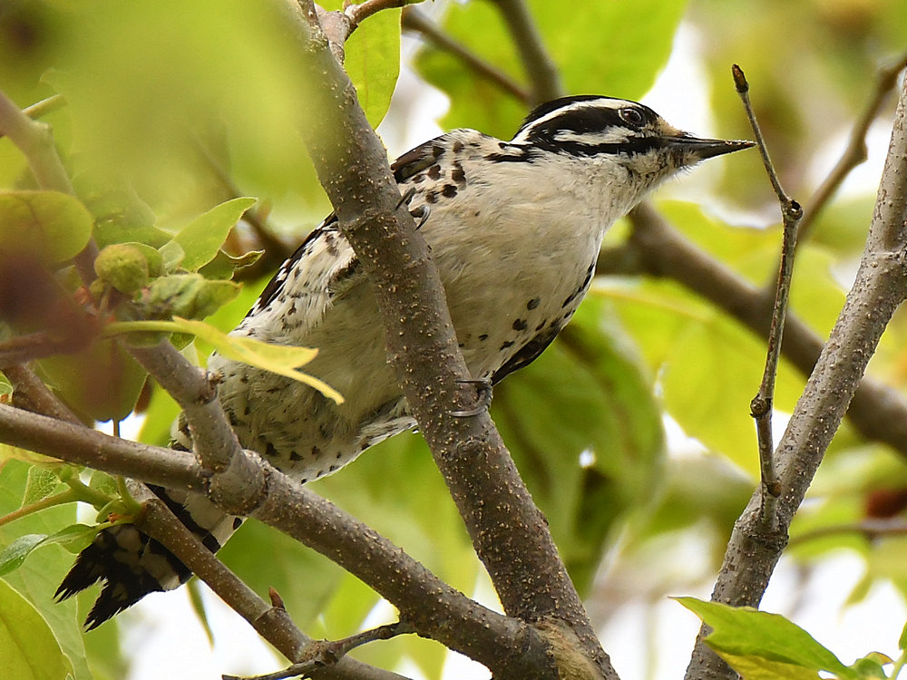 Woodpecker2.jpg
