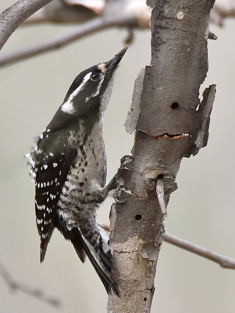 Woodpecker2.jpg