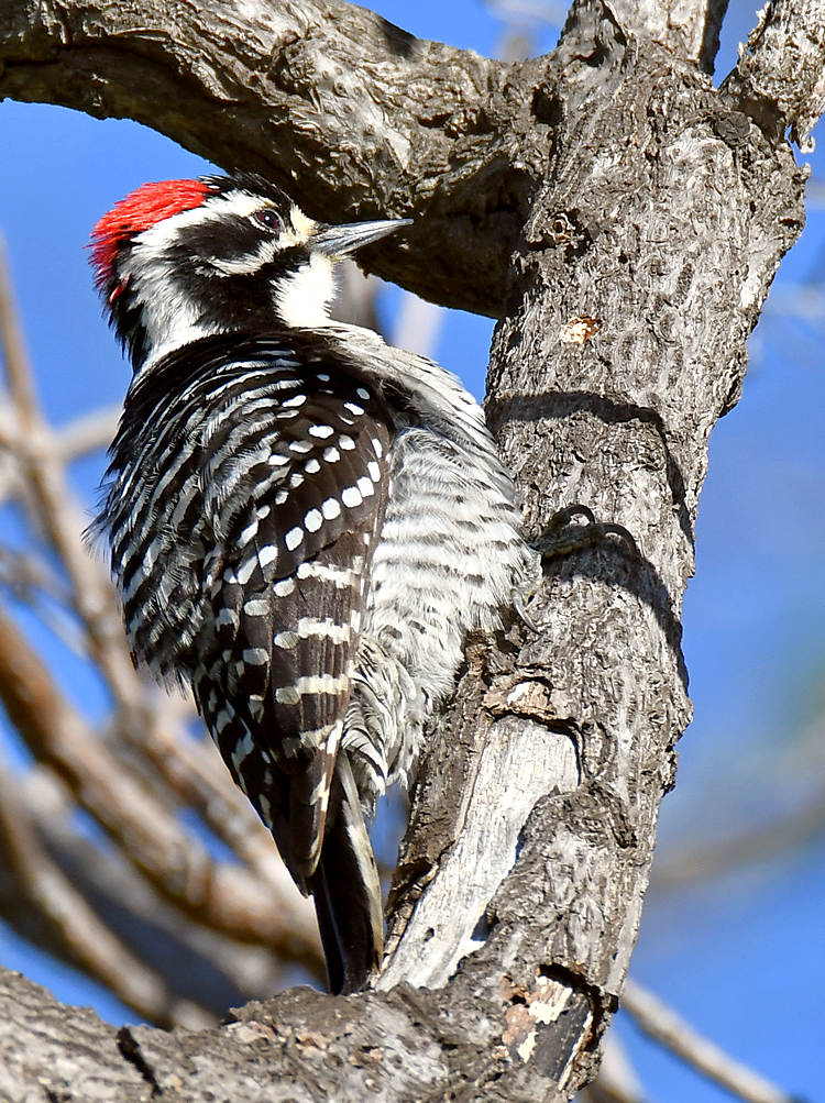 Woodpecker2.jpg