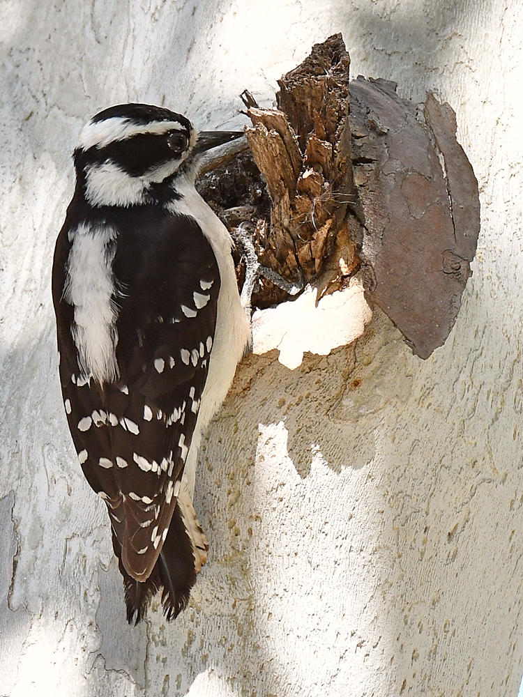 Woodpecker2.jpg