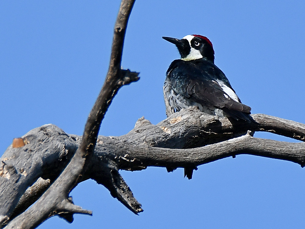 Woodpecker2.jpg