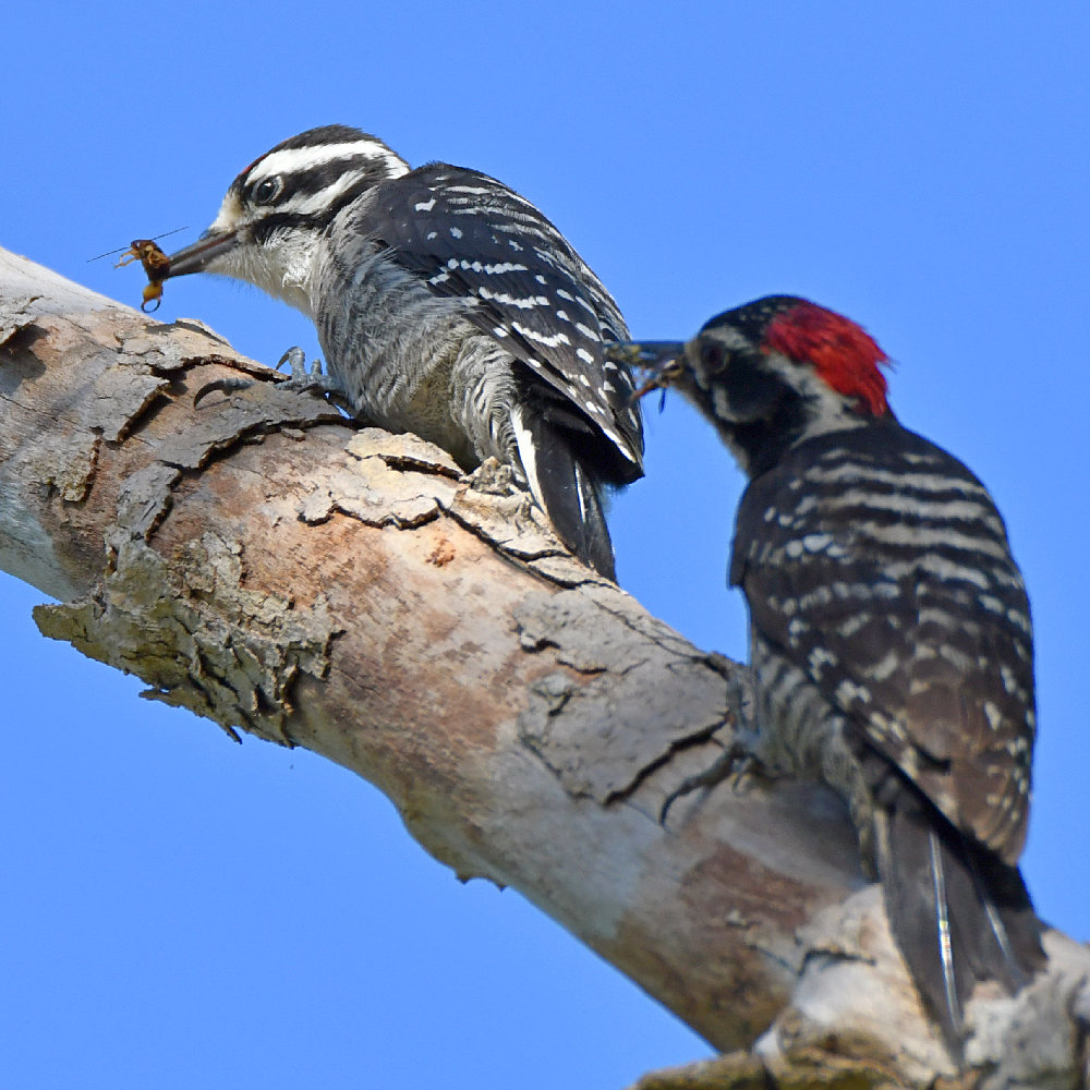 Woodpecker2.jpg