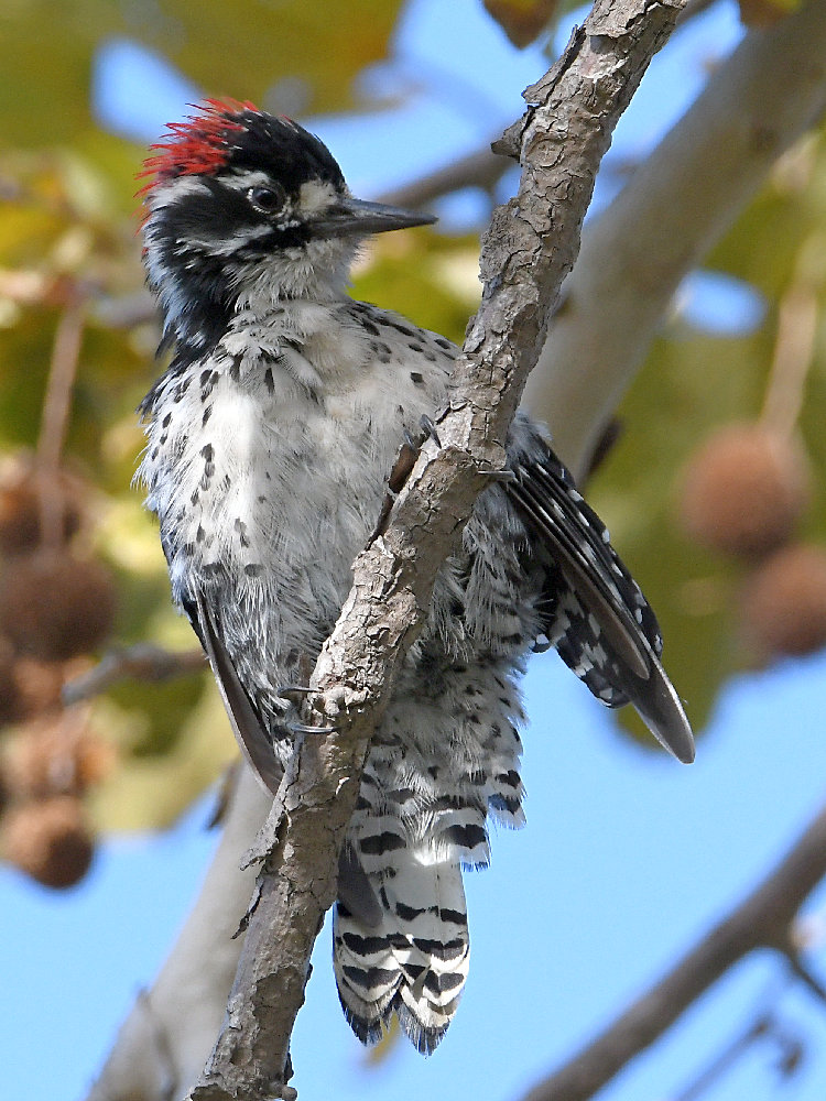 Woodpecker2.jpg