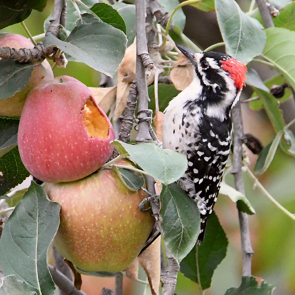 Woodpecker2.jpg