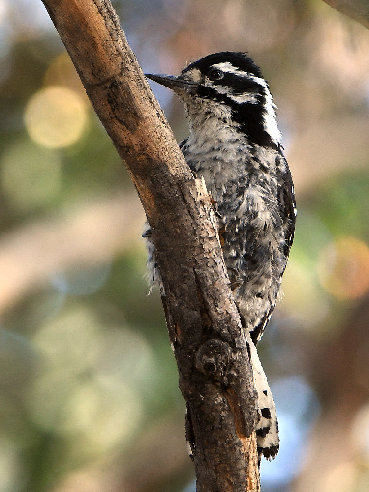 Woodpecker2.jpg