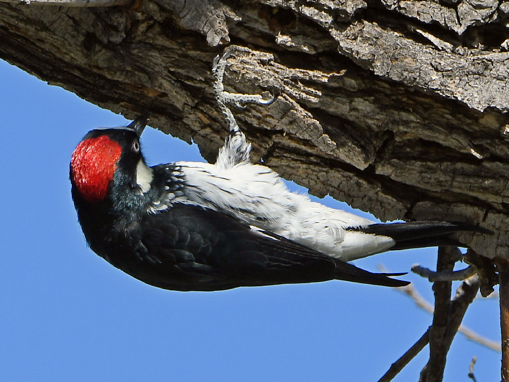 Woodpecker2.jpg