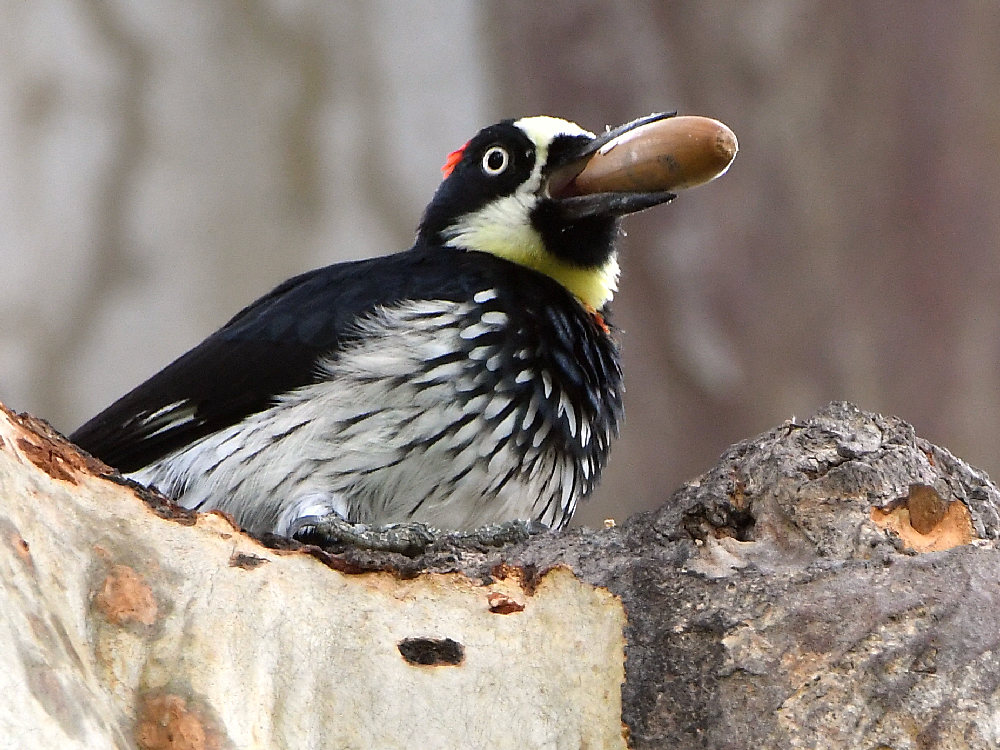 Woodpecker2.jpg