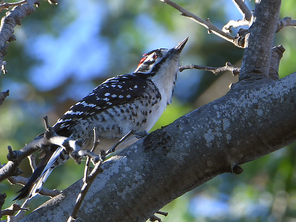 Woodpecker2.jpg