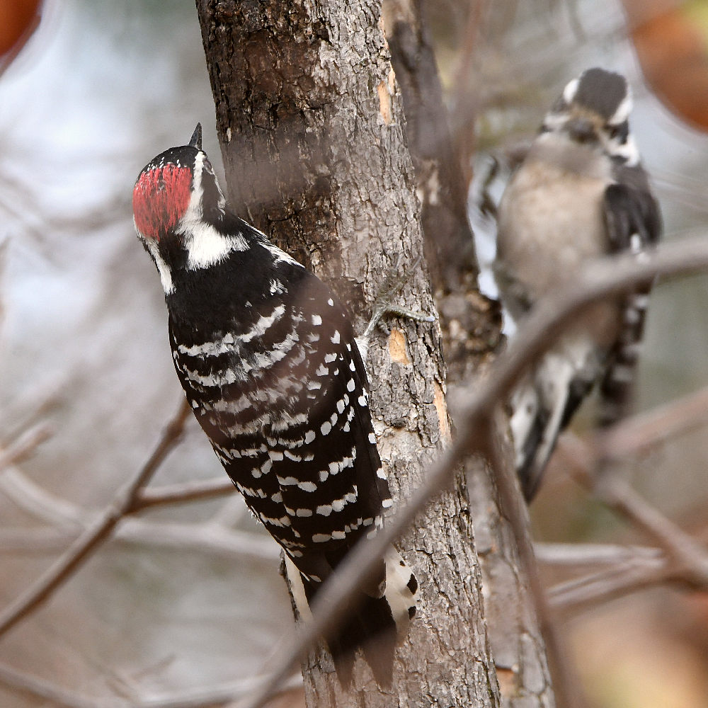 Woodpecker2.jpg