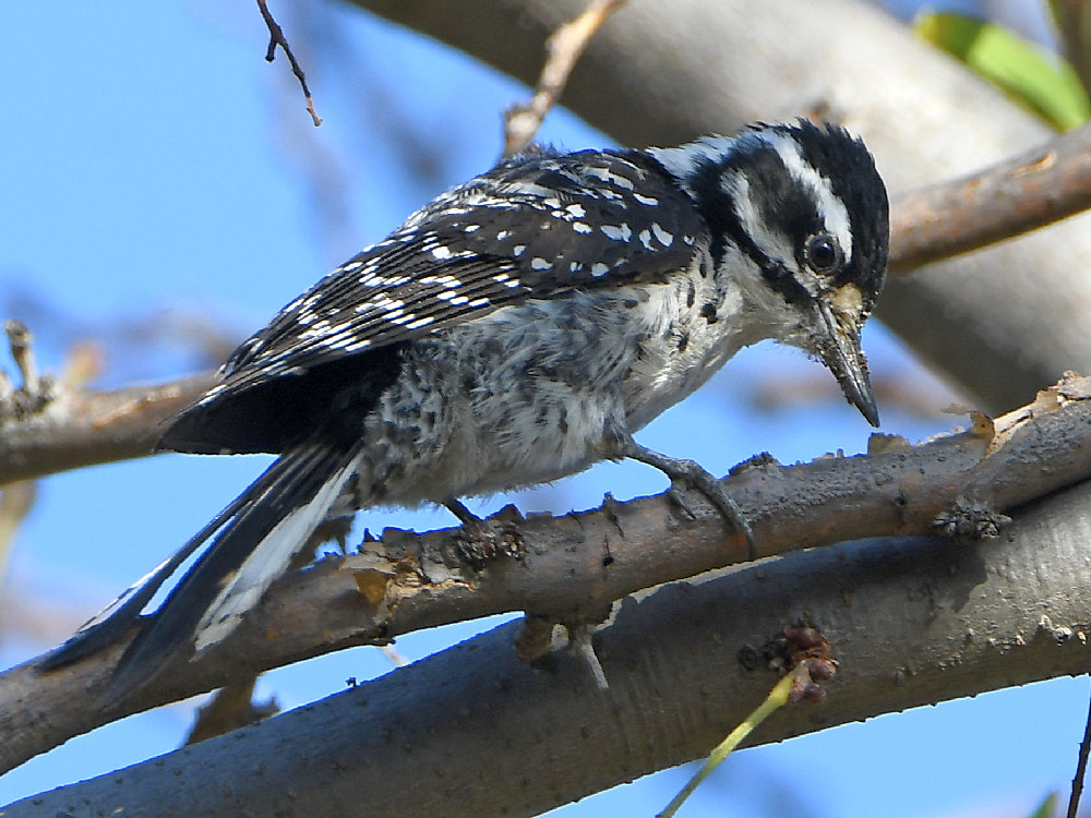 Woodpecker2.jpg
