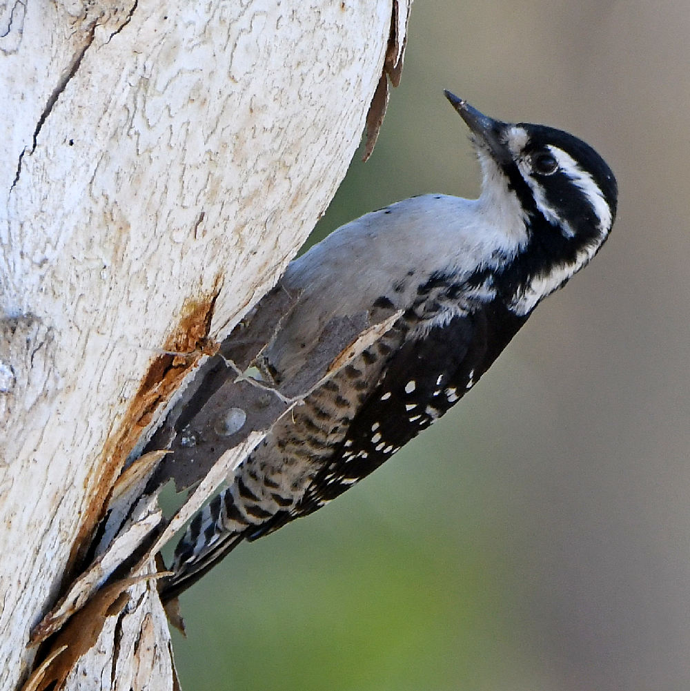 Woodpecker2.jpg