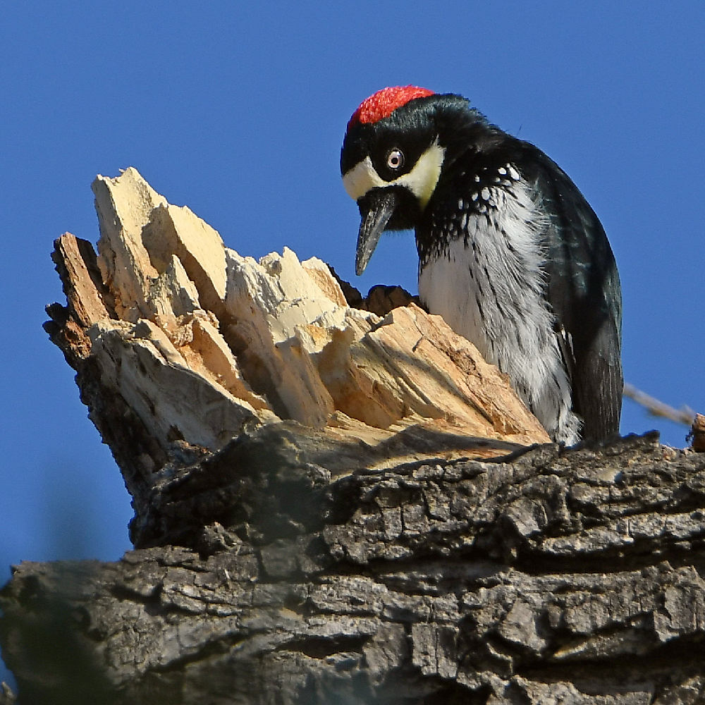 Woodpecker2.jpg