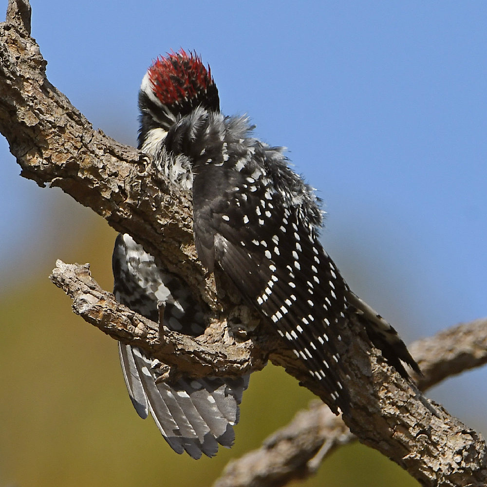 Woodpecker2.jpg