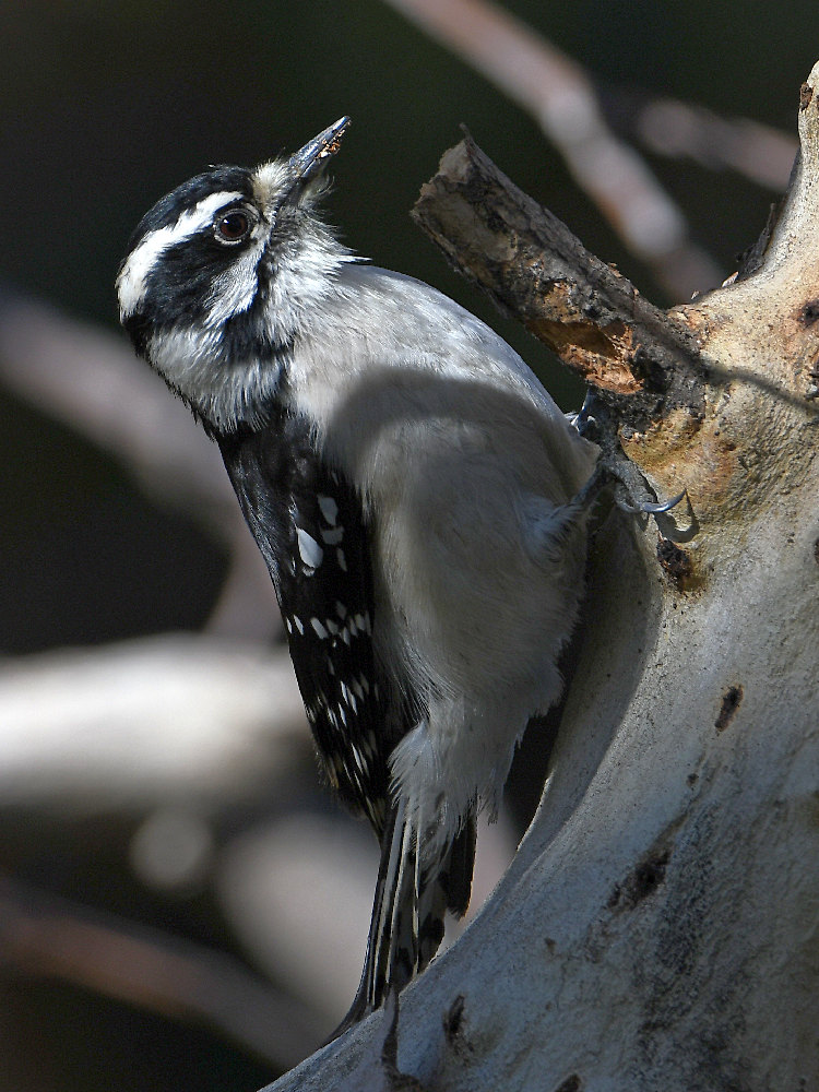 Woodpecker2.jpg
