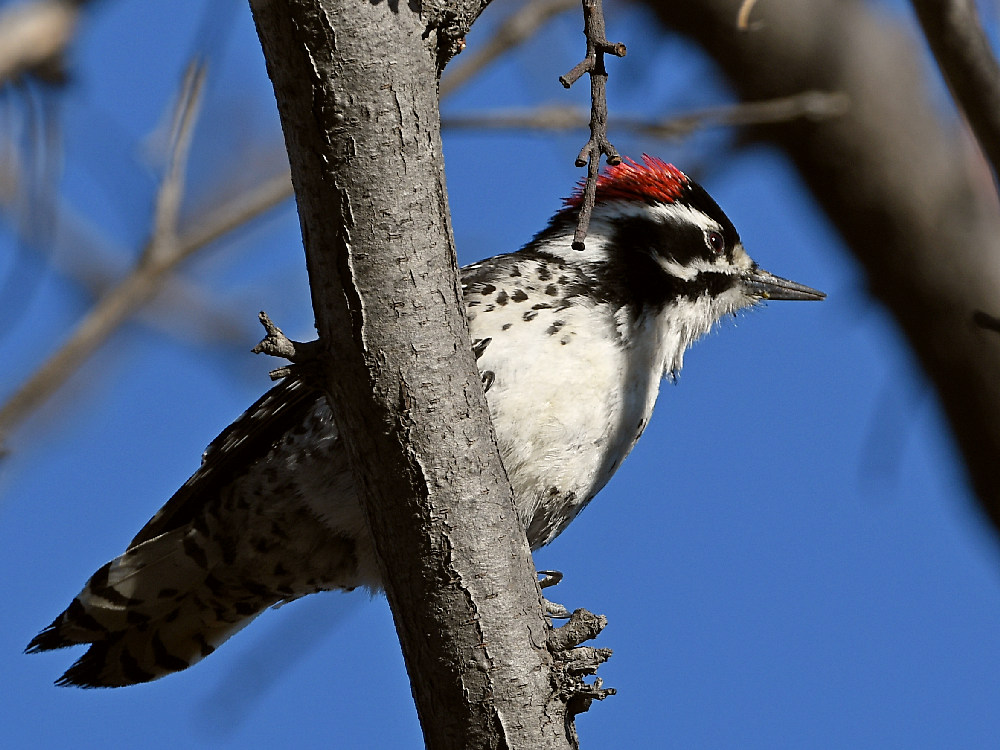 Woodpecker2.jpg