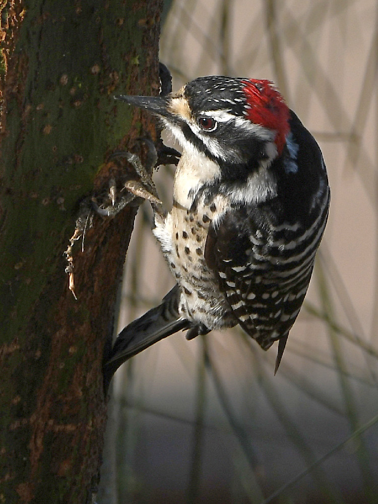 Woodpecker2.jpg