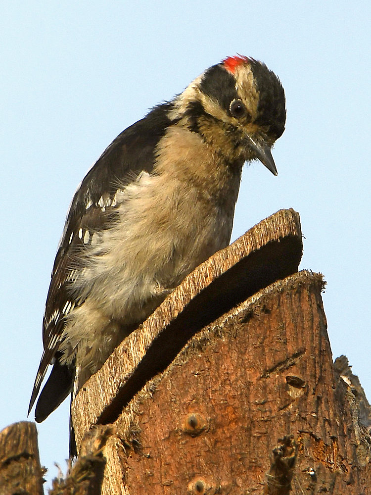 Woodpecker2.jpg
