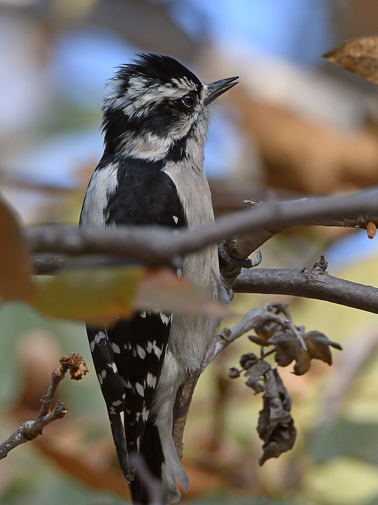 Woodpecker2.jpg