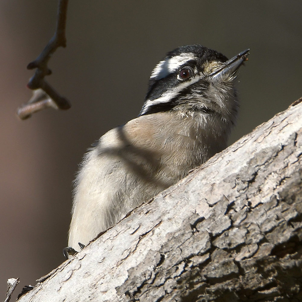 Woodpecker2.jpg