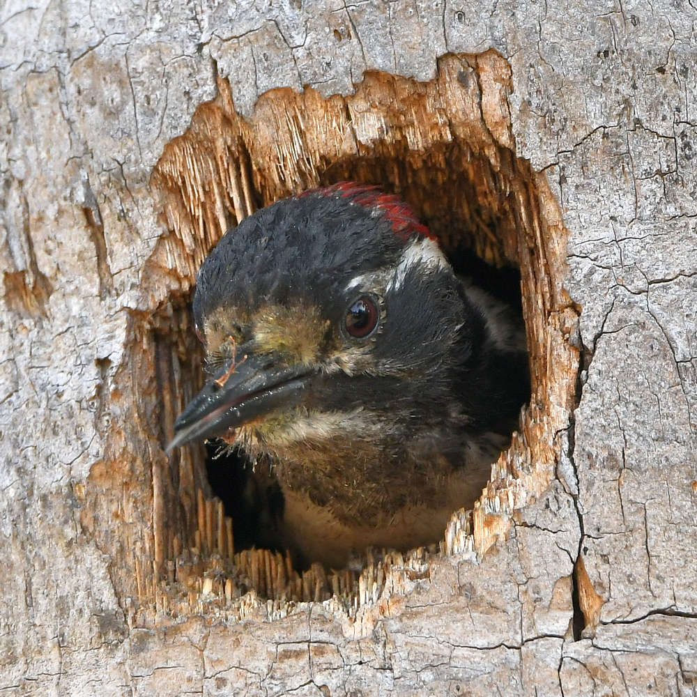 Woodpecker2.jpg