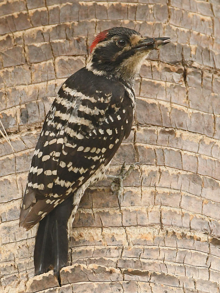 Woodpecker2.jpg