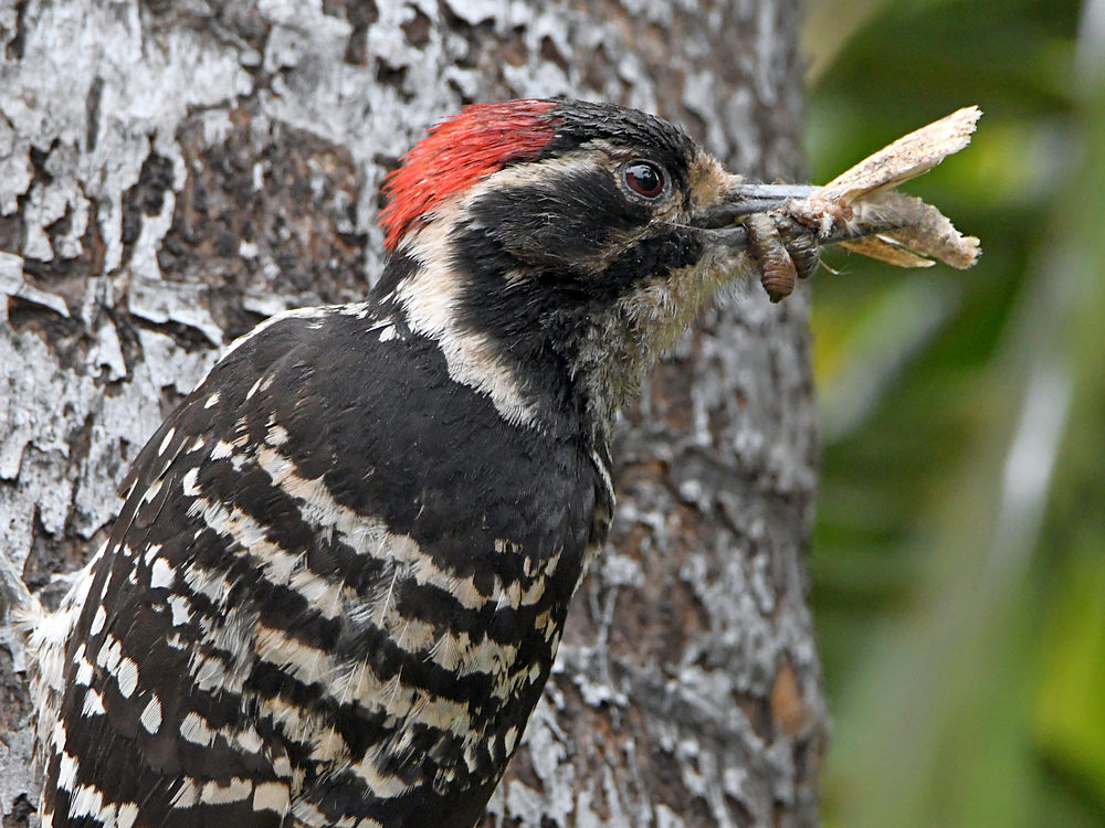 Woodpecker2.jpg
