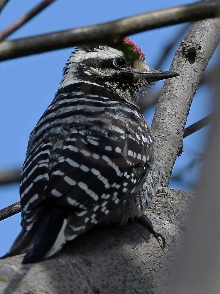Woodpecker2.jpg