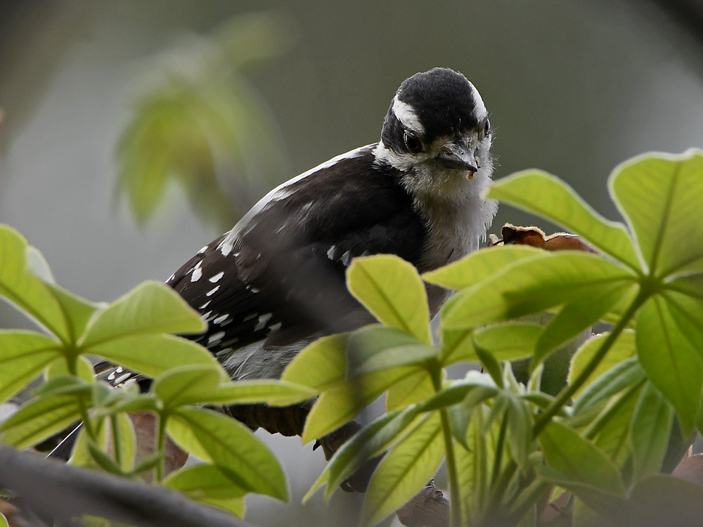 Woodpecker2.jpg
