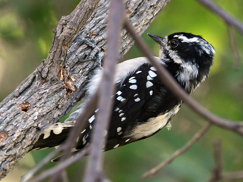 Woodpecker2.jpg
