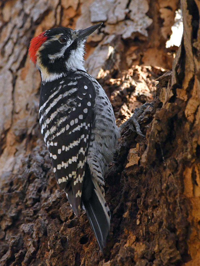 Woodpecker2.jpg