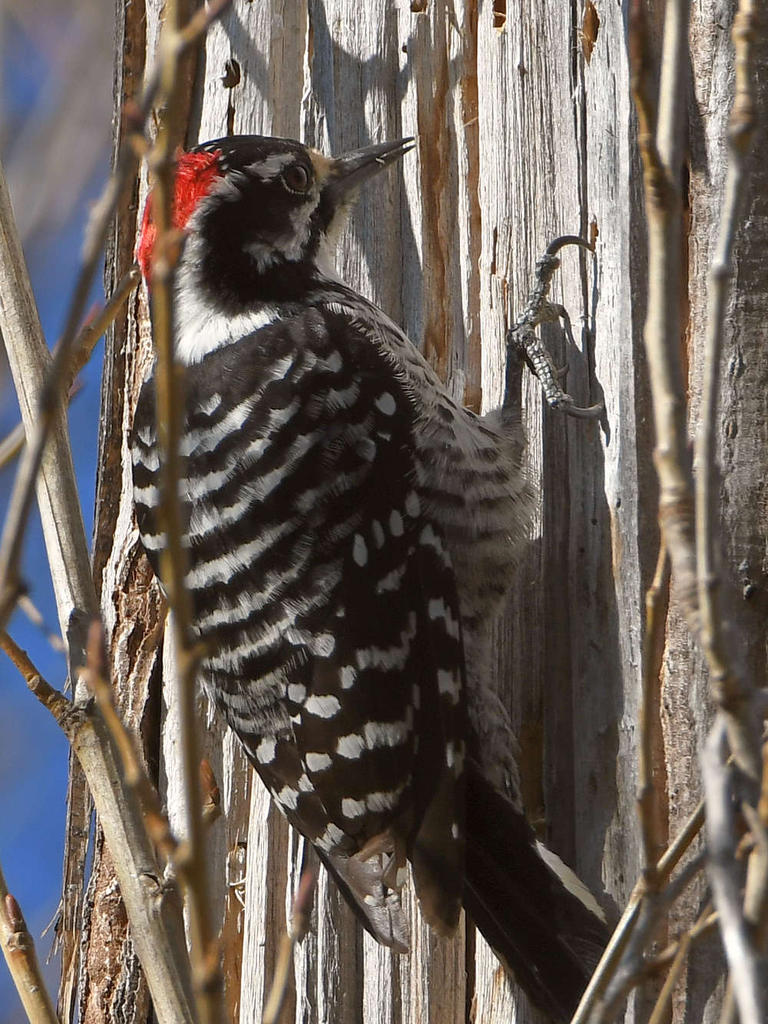 Woodpecker2.jpg