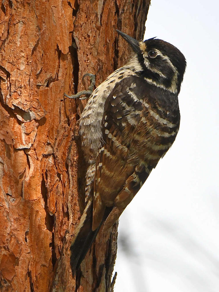Woodpecker2.jpg