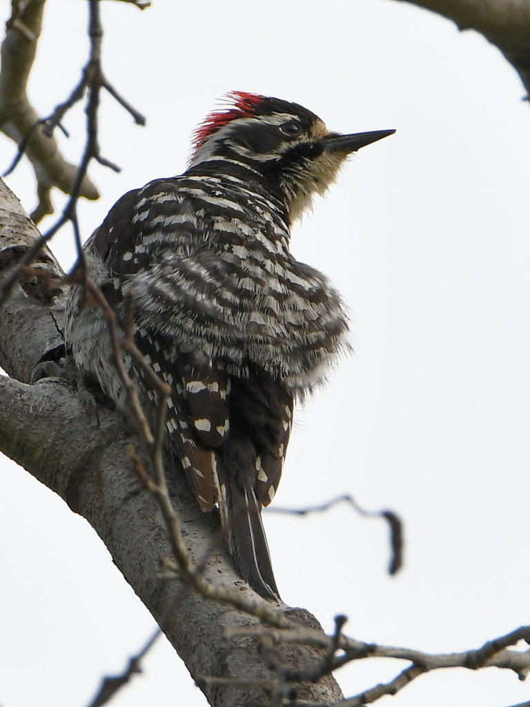 Woodpecker2.jpg