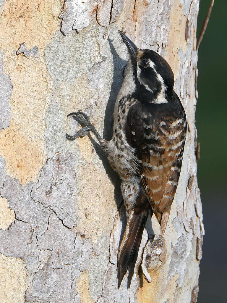 Woodpecker2.jpg