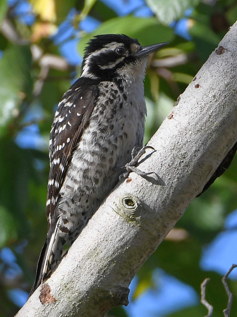 Woodpecker2.jpg