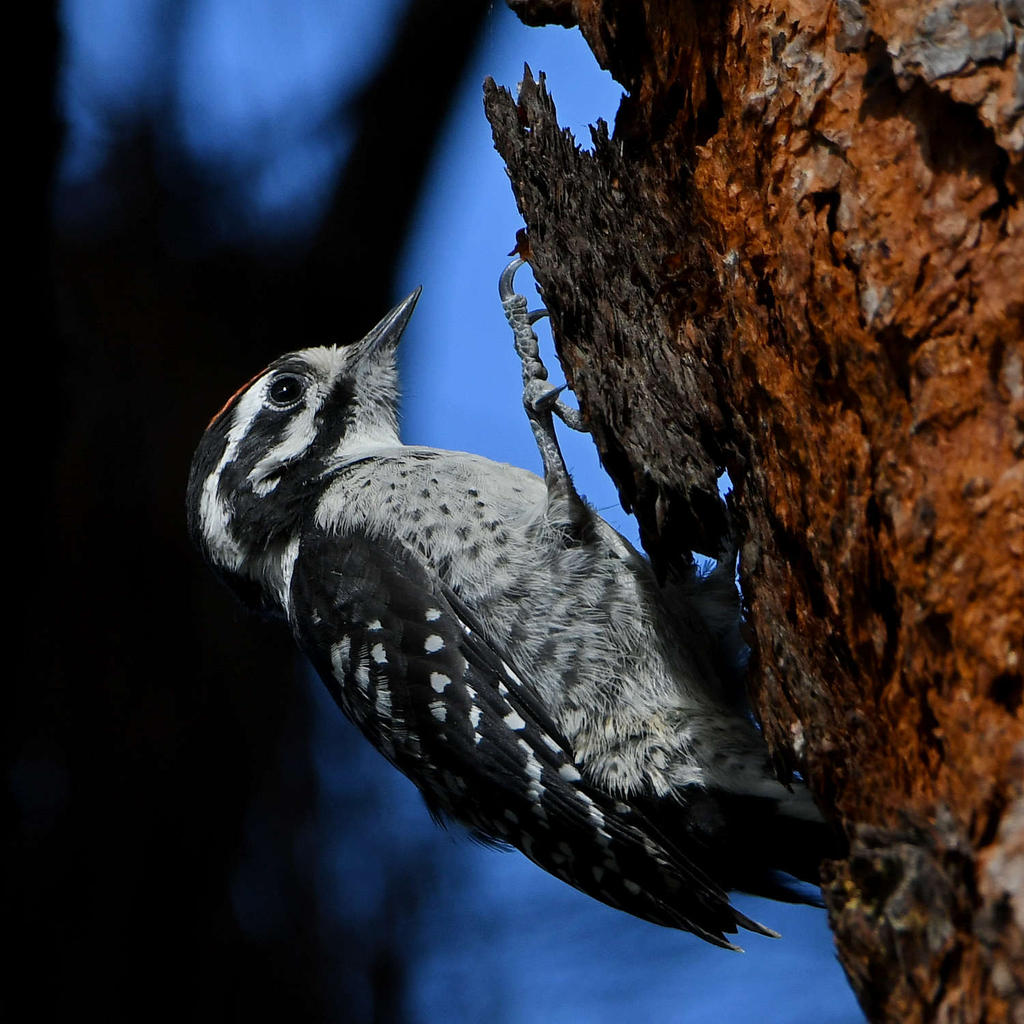 Woodpecker2.jpg