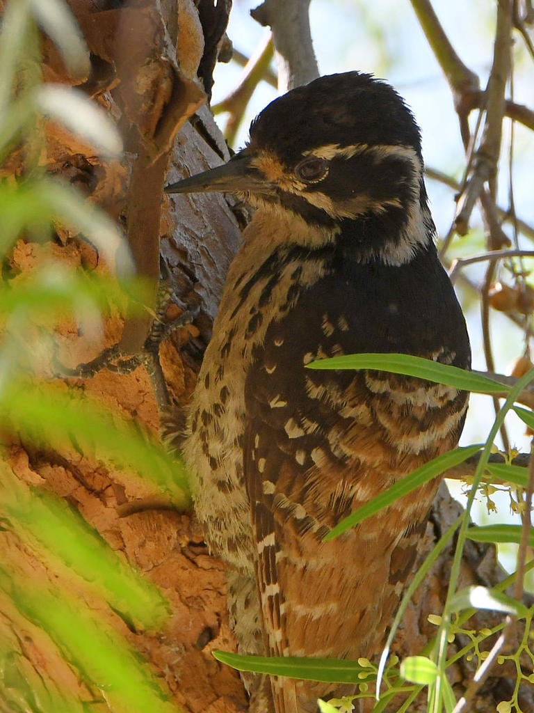 Woodpecker2.jpg