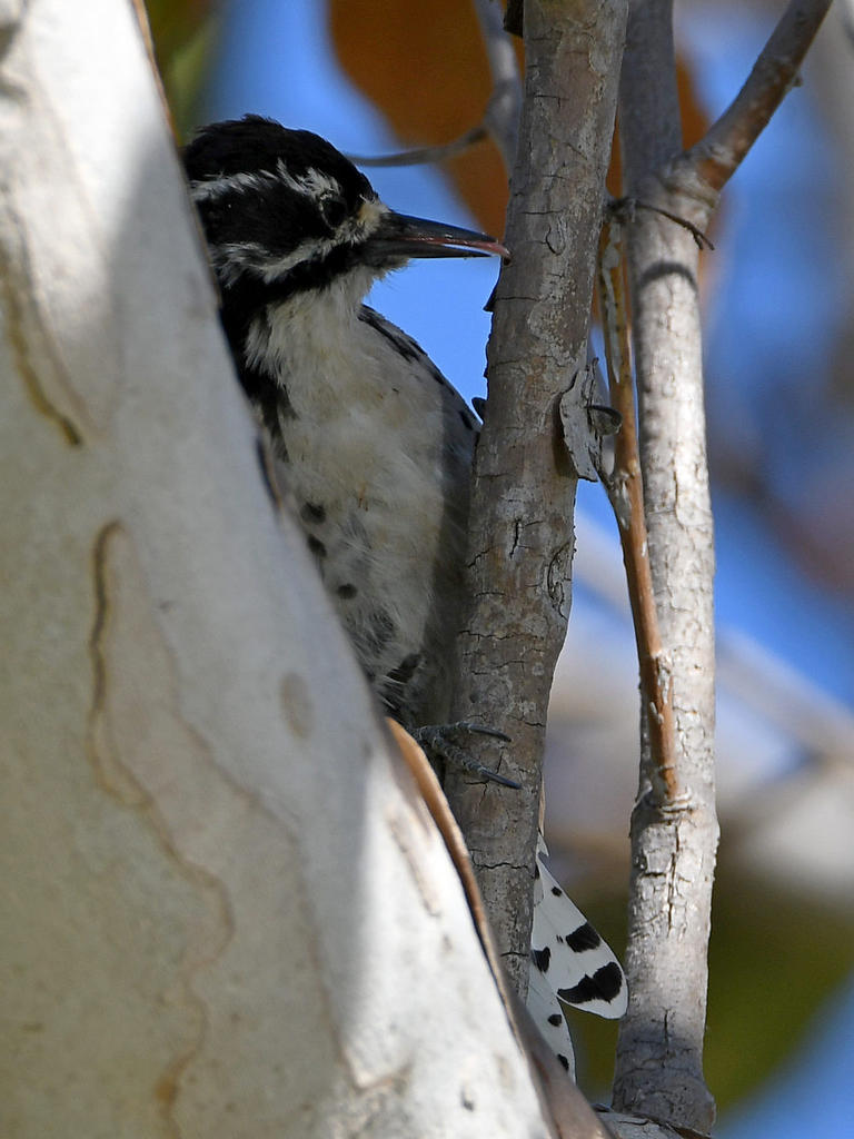 Woodpecker2.jpg