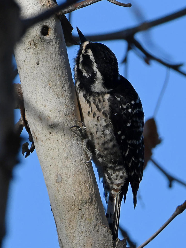 Woodpecker2.jpg