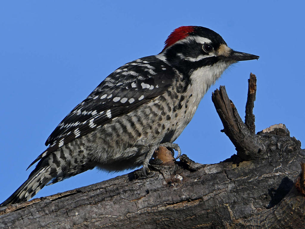 Woodpecker2.jpg