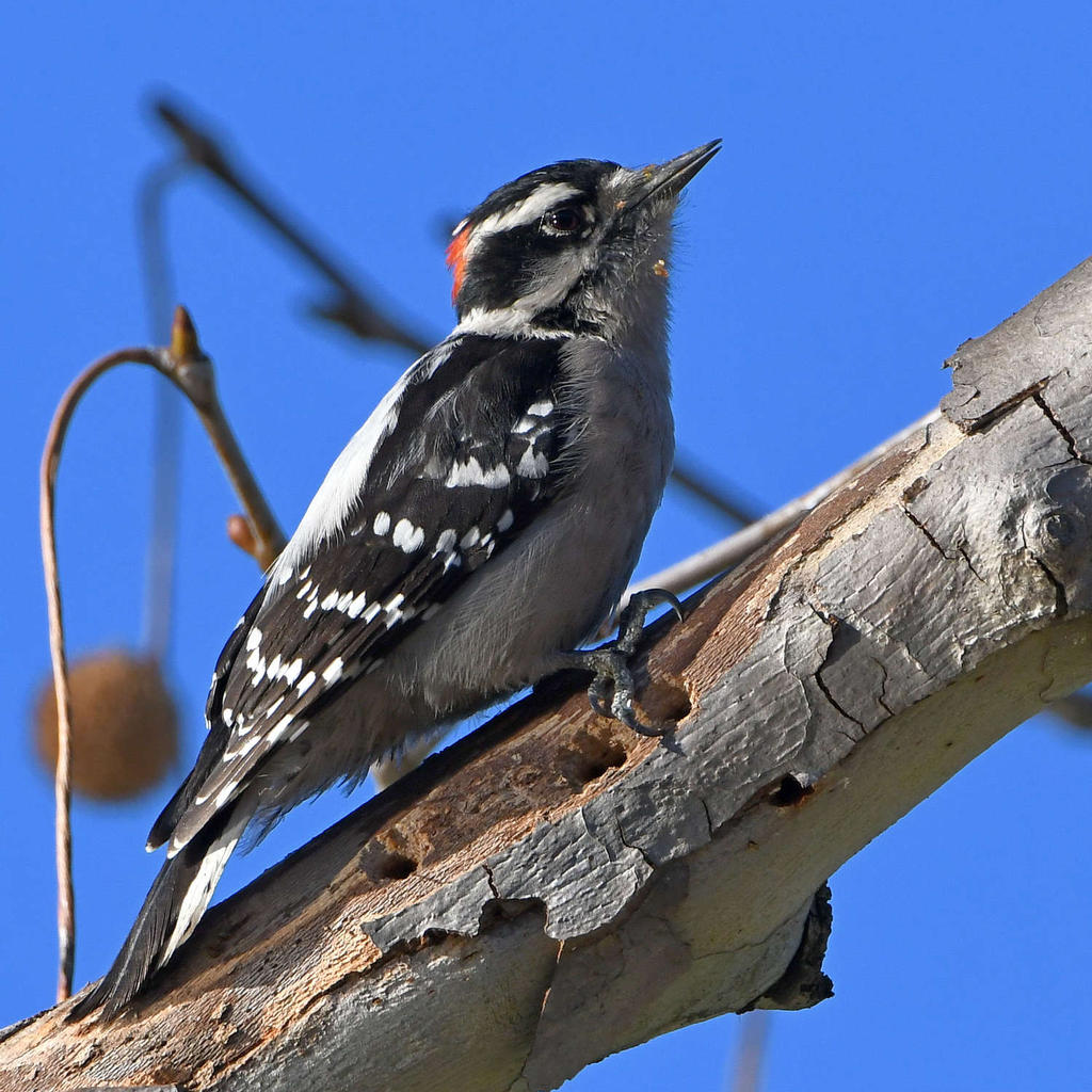Woodpecker2.jpg