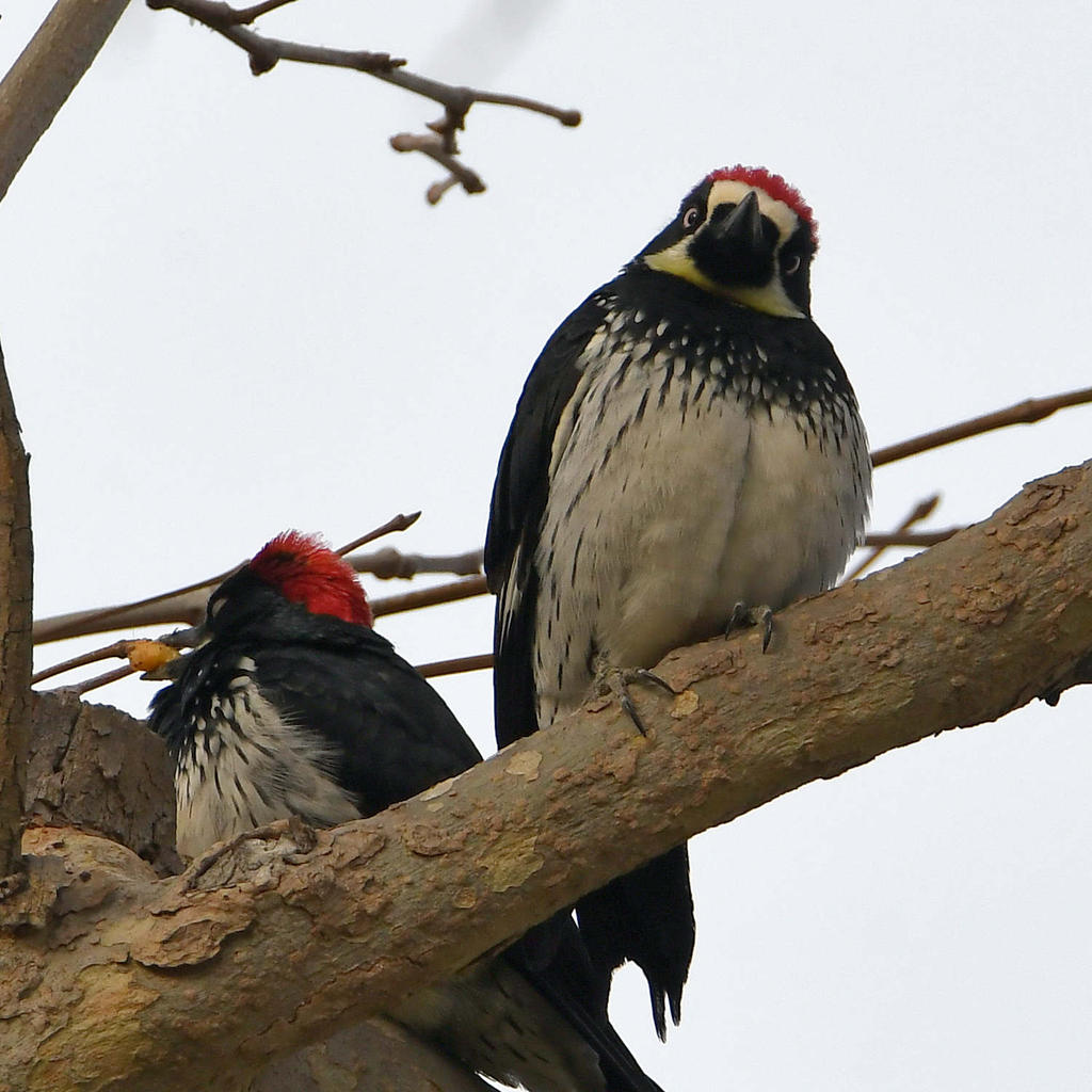 Woodpecker2.jpg