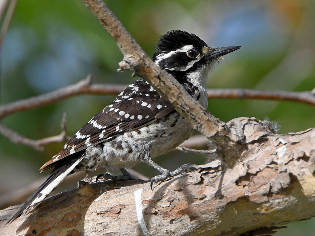 WoodPecker2.jpg
