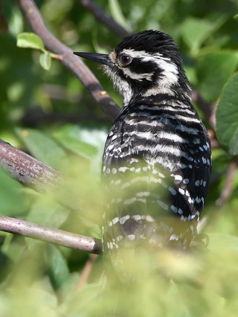 Woodpecker2.jpg