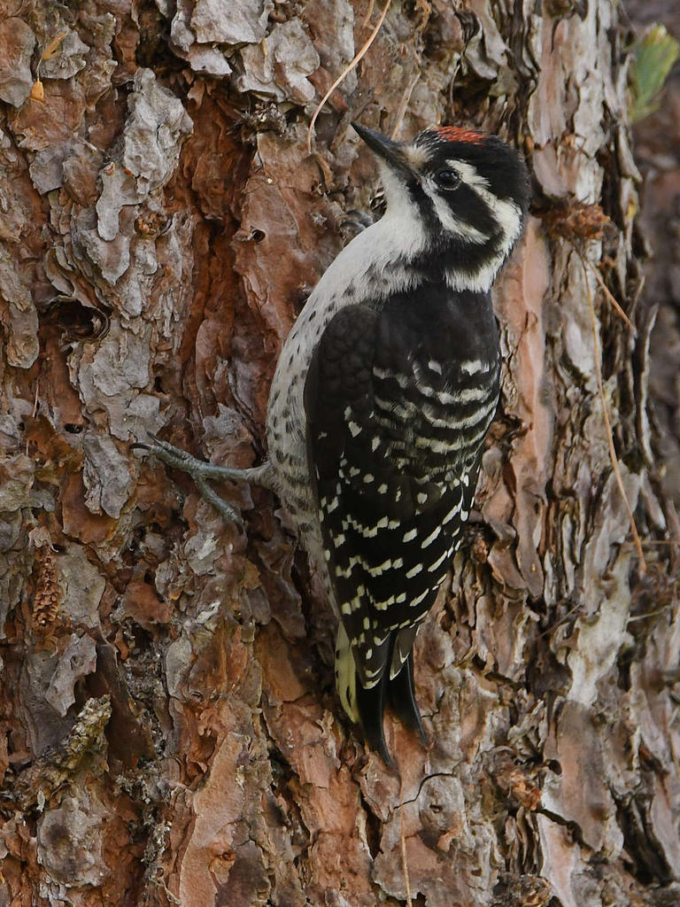 Woodpecker2.jpg
