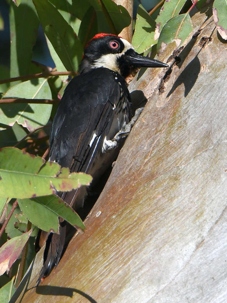 Woodpecker2.jpg