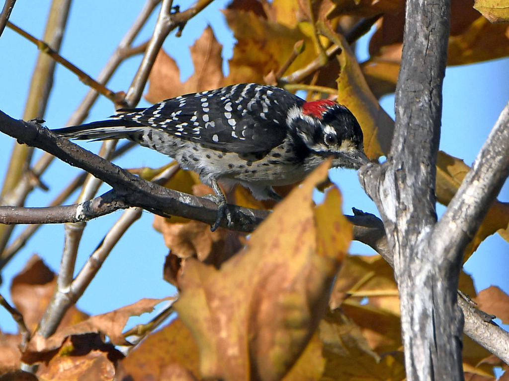 Woodpecker2.jpg