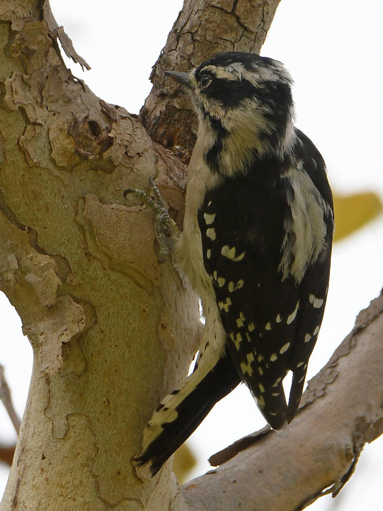 Woodpecker2.jpg